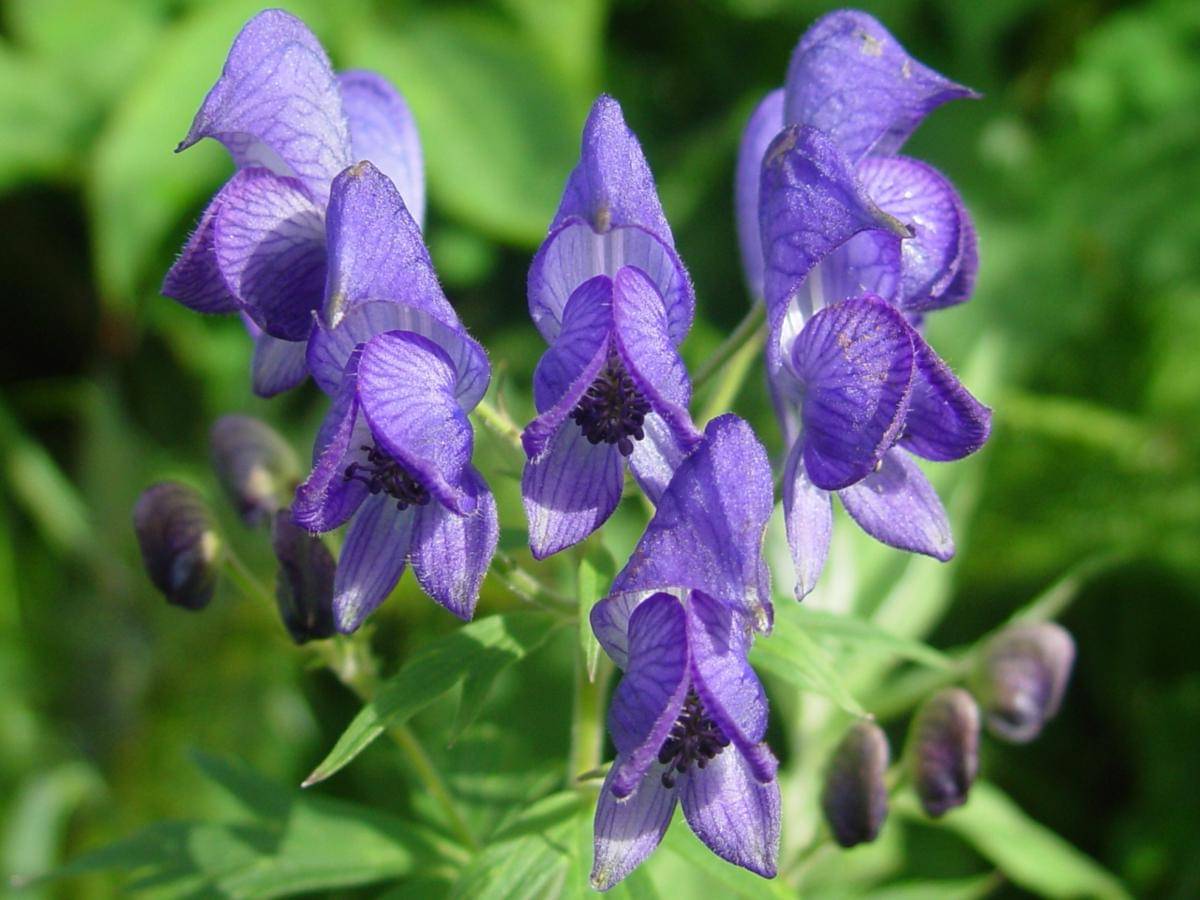 Monkshood