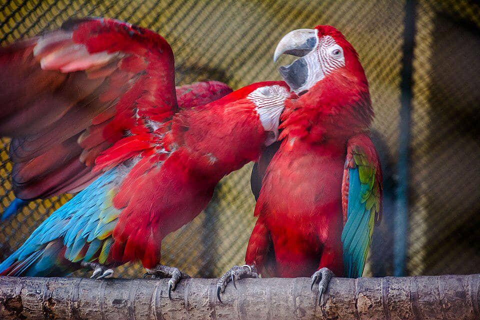 Kadang-kadang, makaw sayap hijau bermain dengan saling menggigit tubuh individu lain.