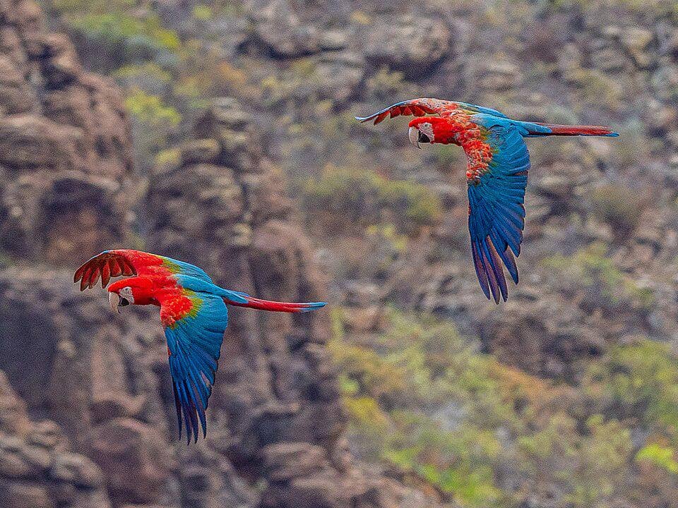 Saat ini makaw sayap hijau jadi korban perburuan liar demi dijual sebagai peliharaan eksotis.