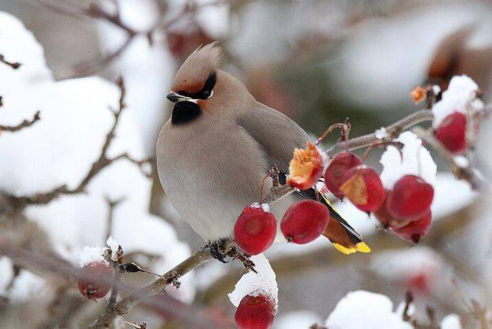 sayap lak erasia bertengger