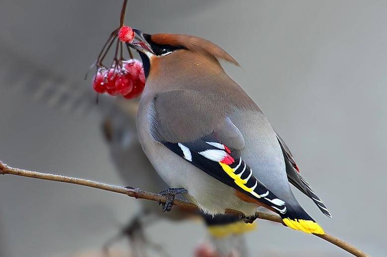 tampak dekat sayap lak erasia
