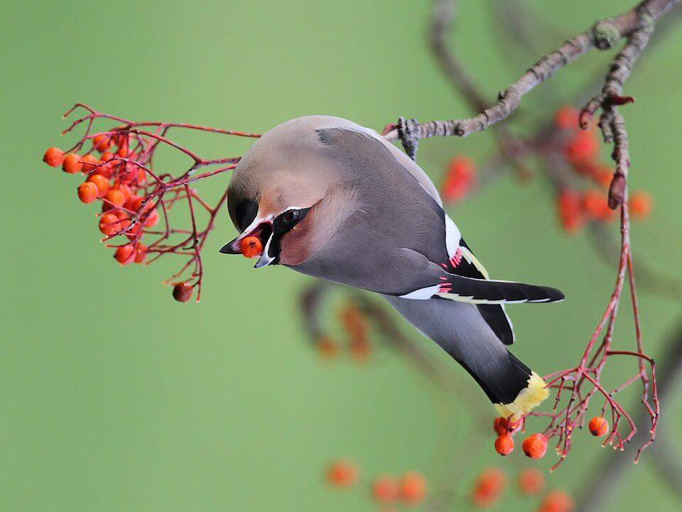 sayap lak erasia bergantung terbalik