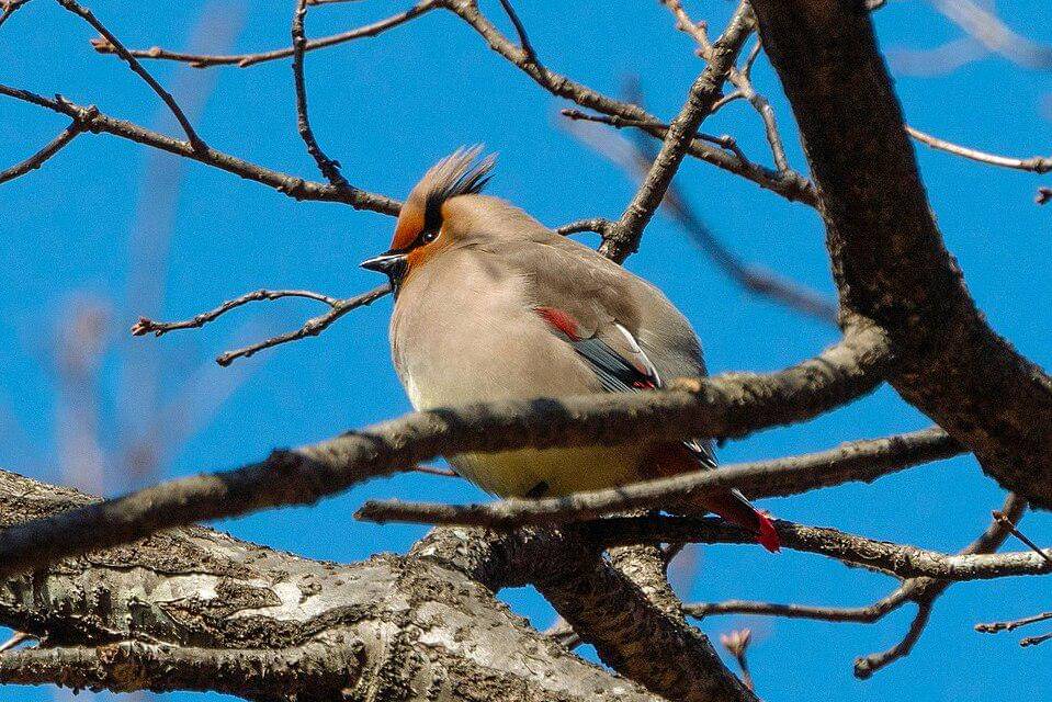 sayap lak jepang bertengger