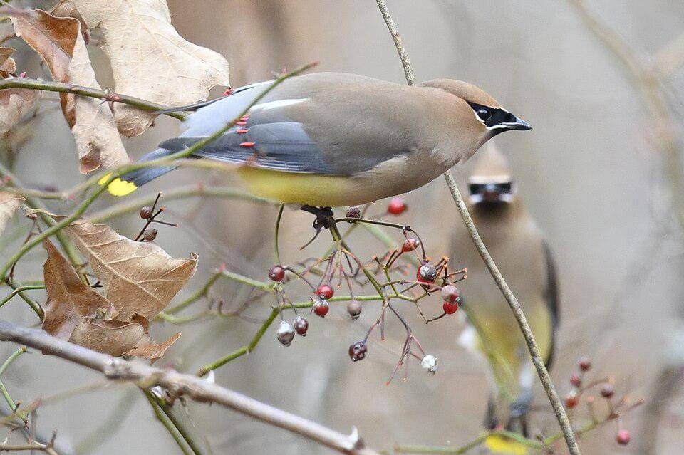 sayap lak aras mencari makan