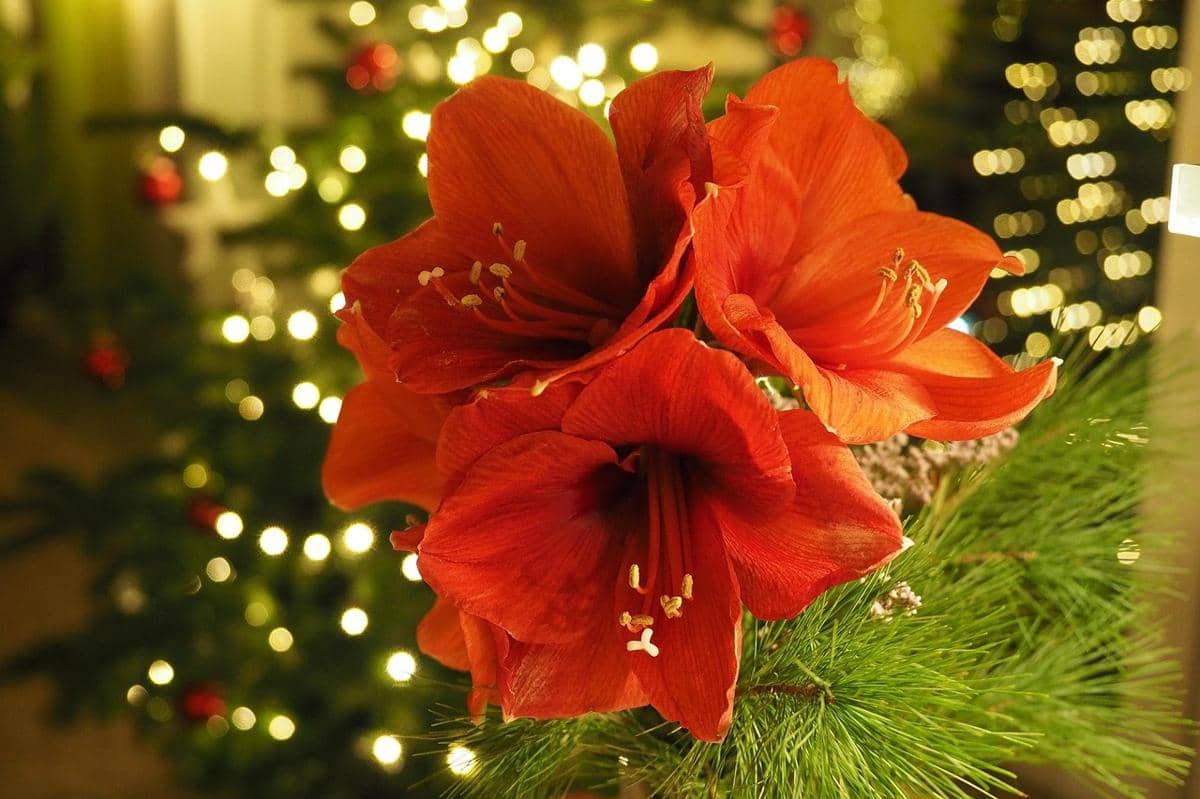 ilustrasi tanaman amarylis untuk dekor Natal