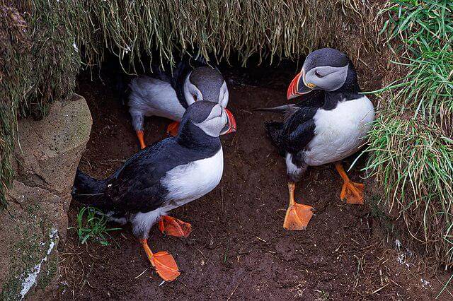 potret burung atlantic puffin