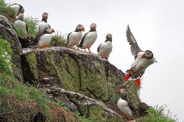 potret burung atlantic puffin