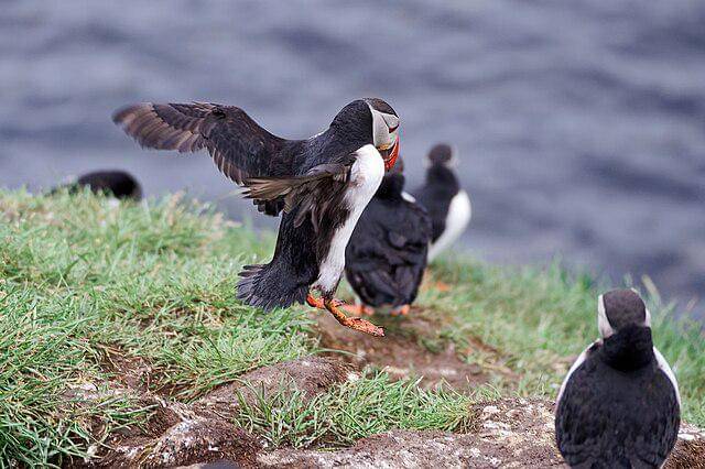 potret burung atlantic puffin