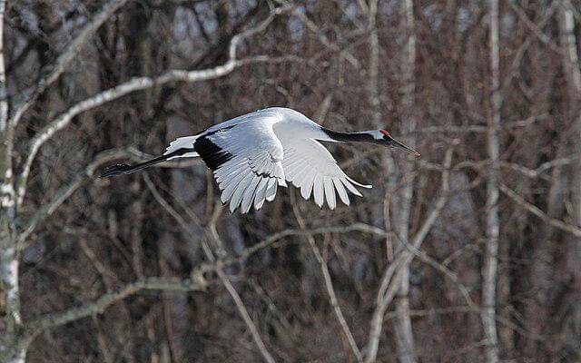 potret burung red crowned crane