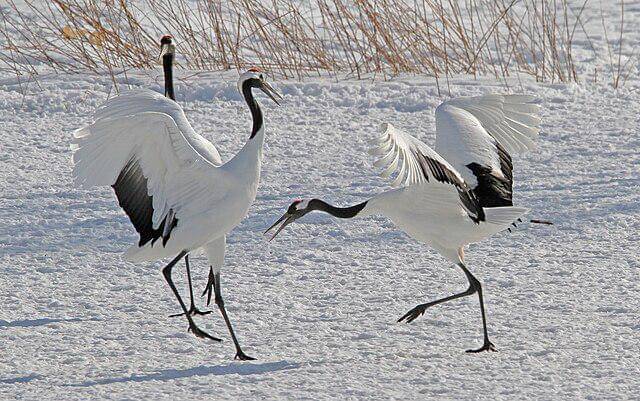 potret burung red crowned crane