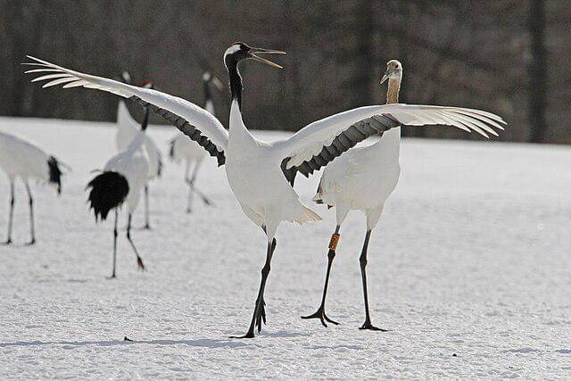 potret red crowned crane