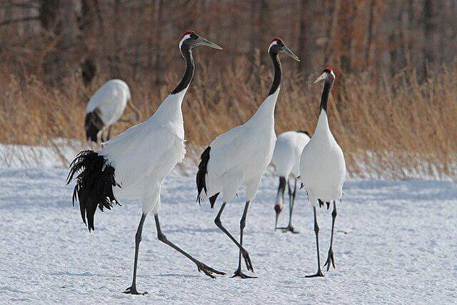 potret burung red crowned crane