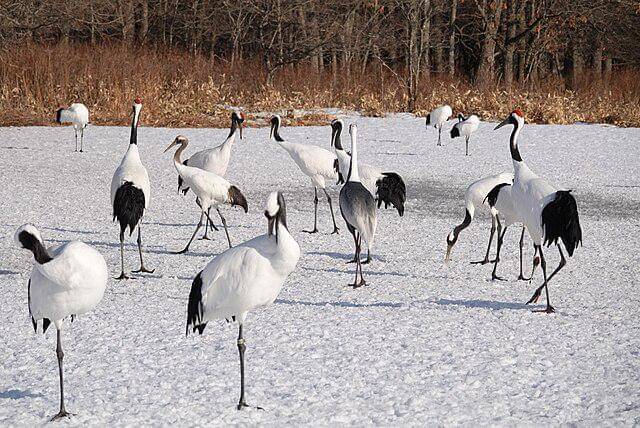 potret burung red crowned crane