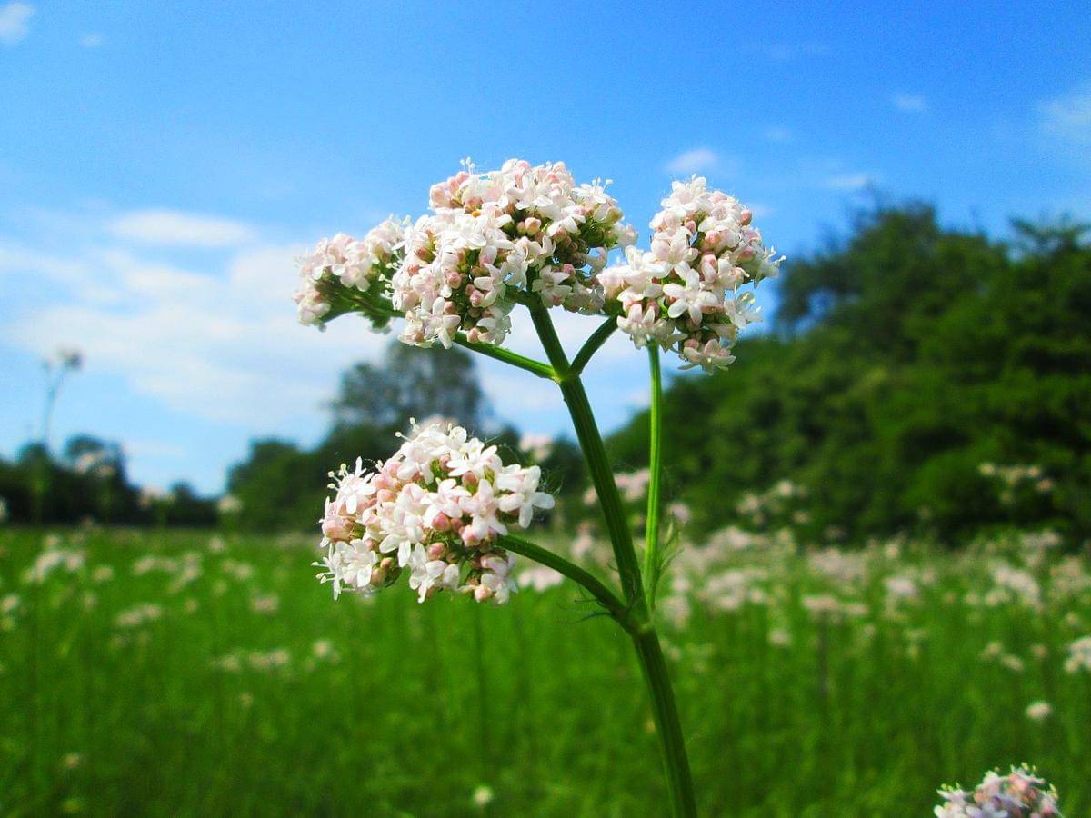 Potret tanaman valerian