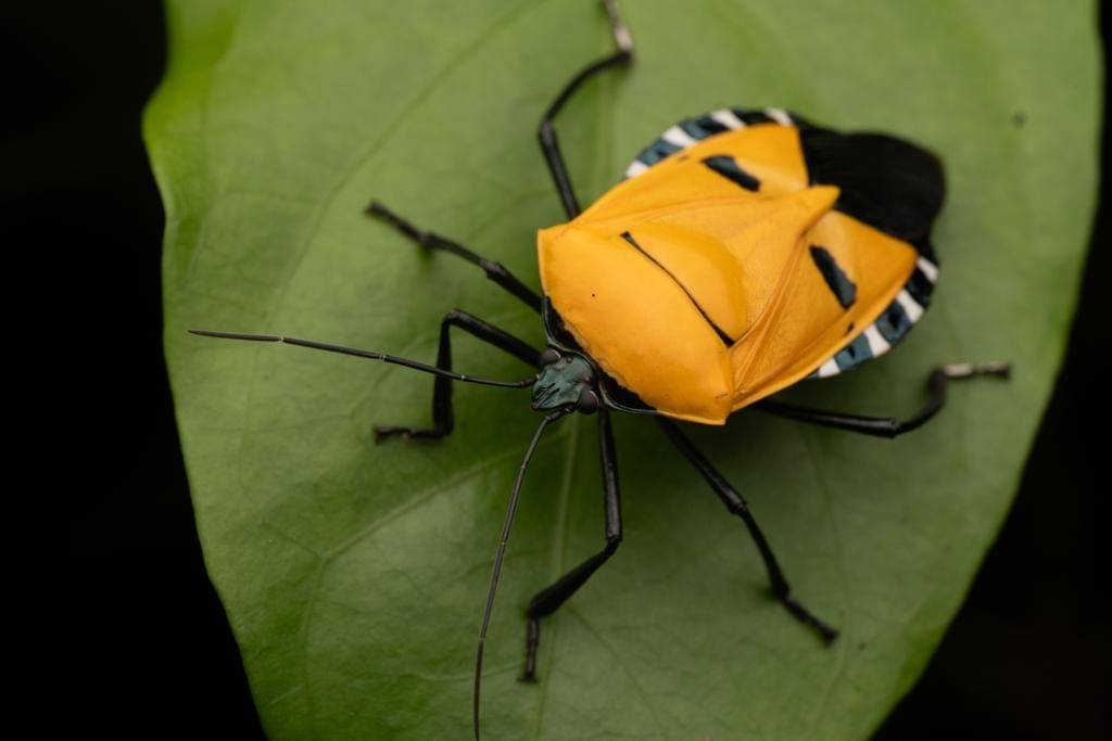 Catacanthus incarnatus