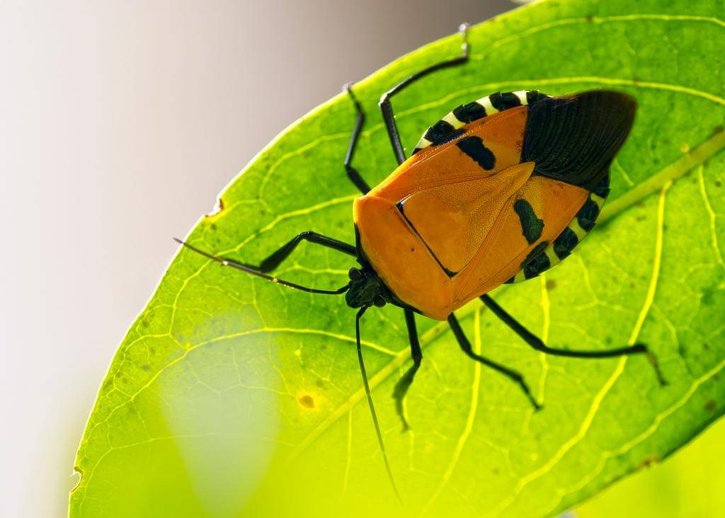 Catacanthus incarnatus