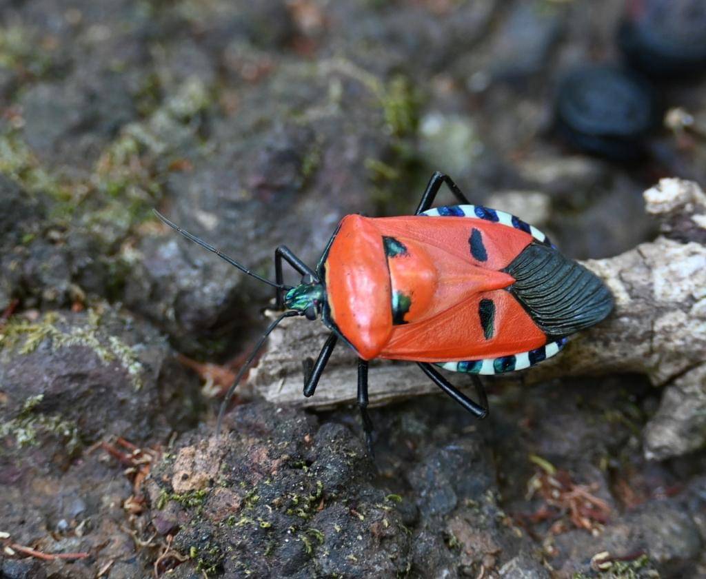 Catacanthus incarnatus