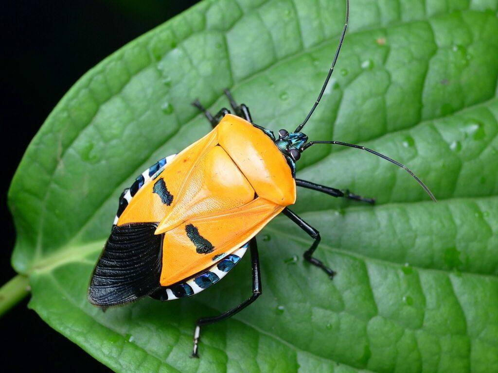 Catacanthus incarnatus