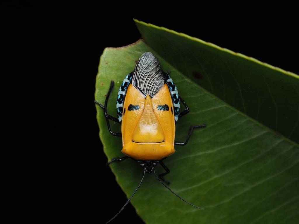 Catacanthus incarnatus