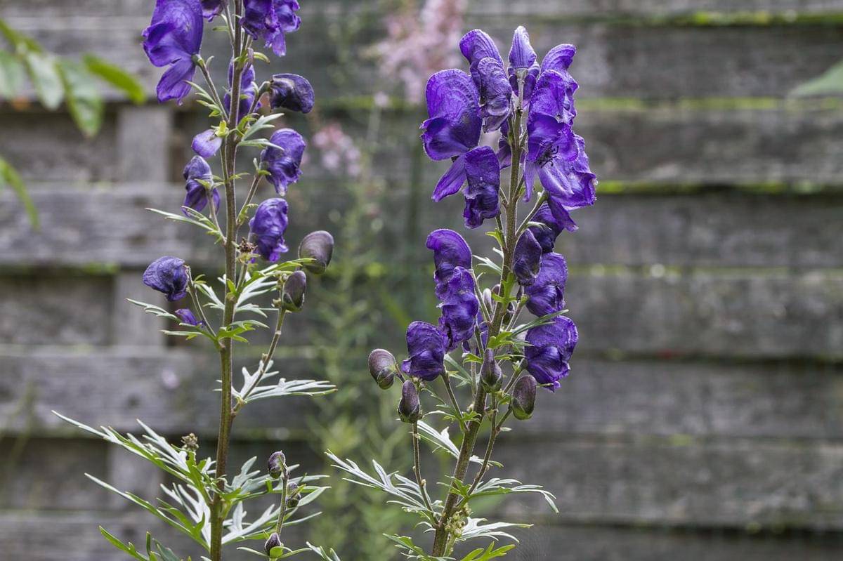 Monkshood