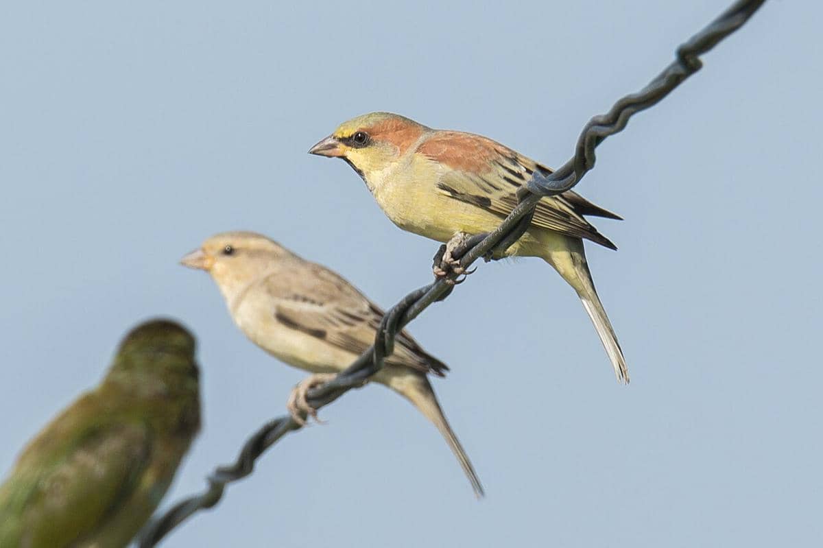 burung gereja punggung olive