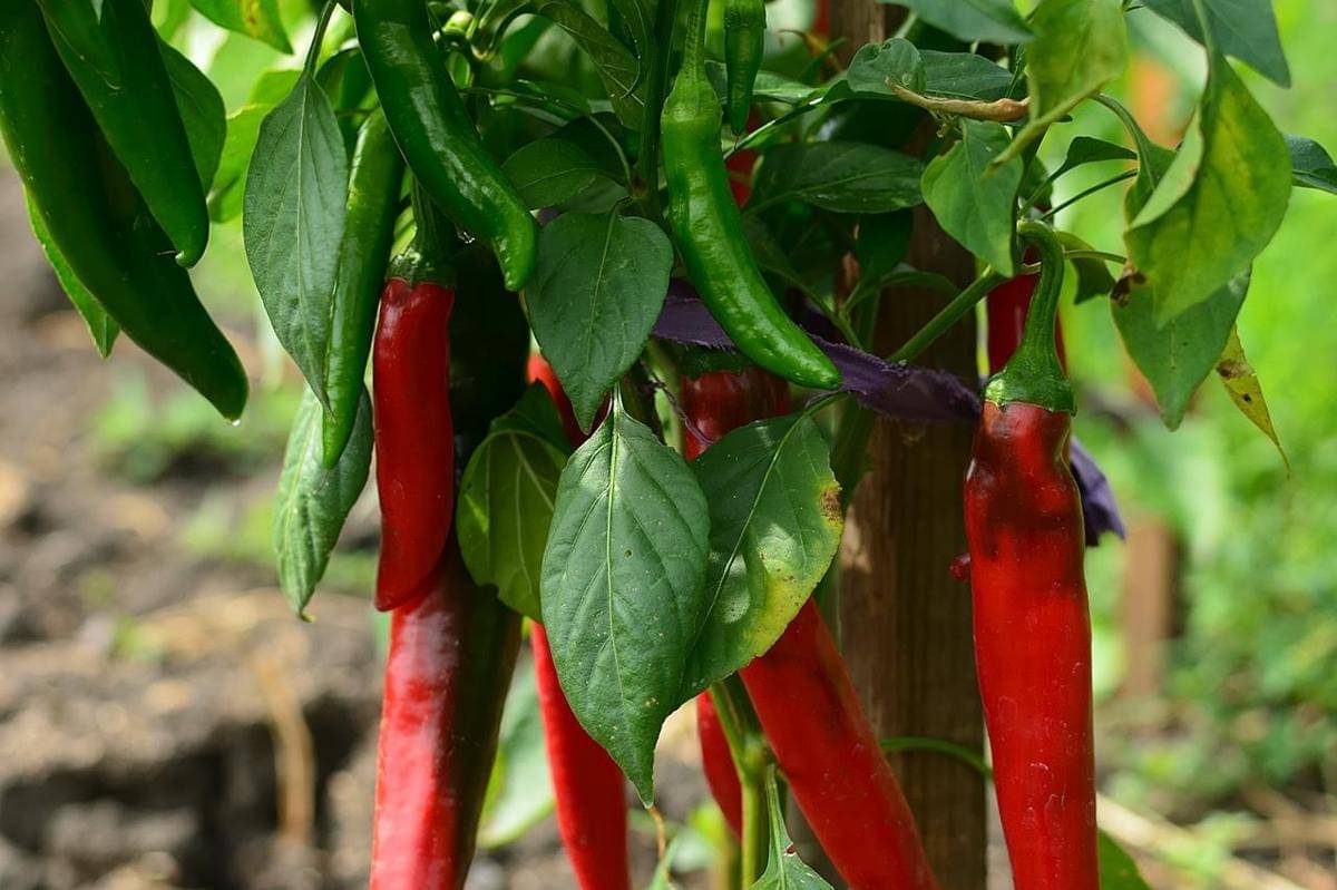 ilustrasi tanaman cabai merah