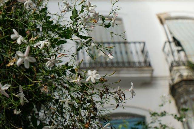 ilustrasi bunga melati 