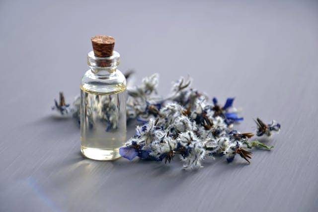 ilustrasi aromatik lavender