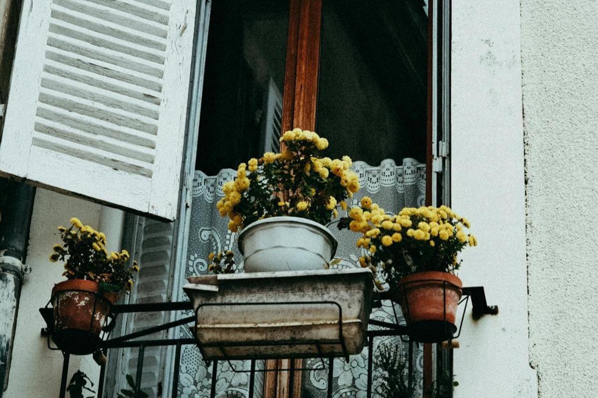 ilustrasi menaruh tanaman di lokasi yang terkena matahari pagi