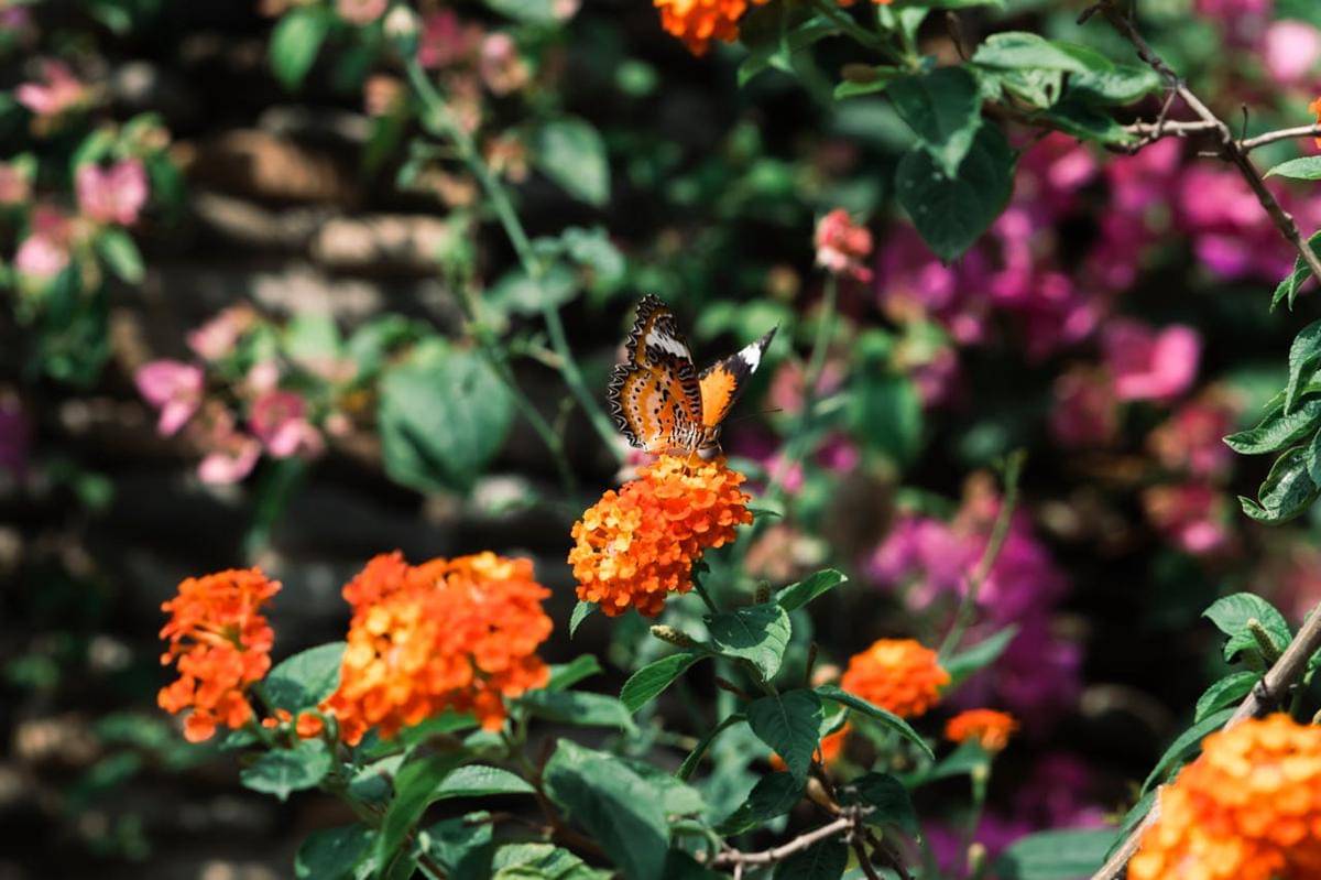 ilustrasi lantana oranye