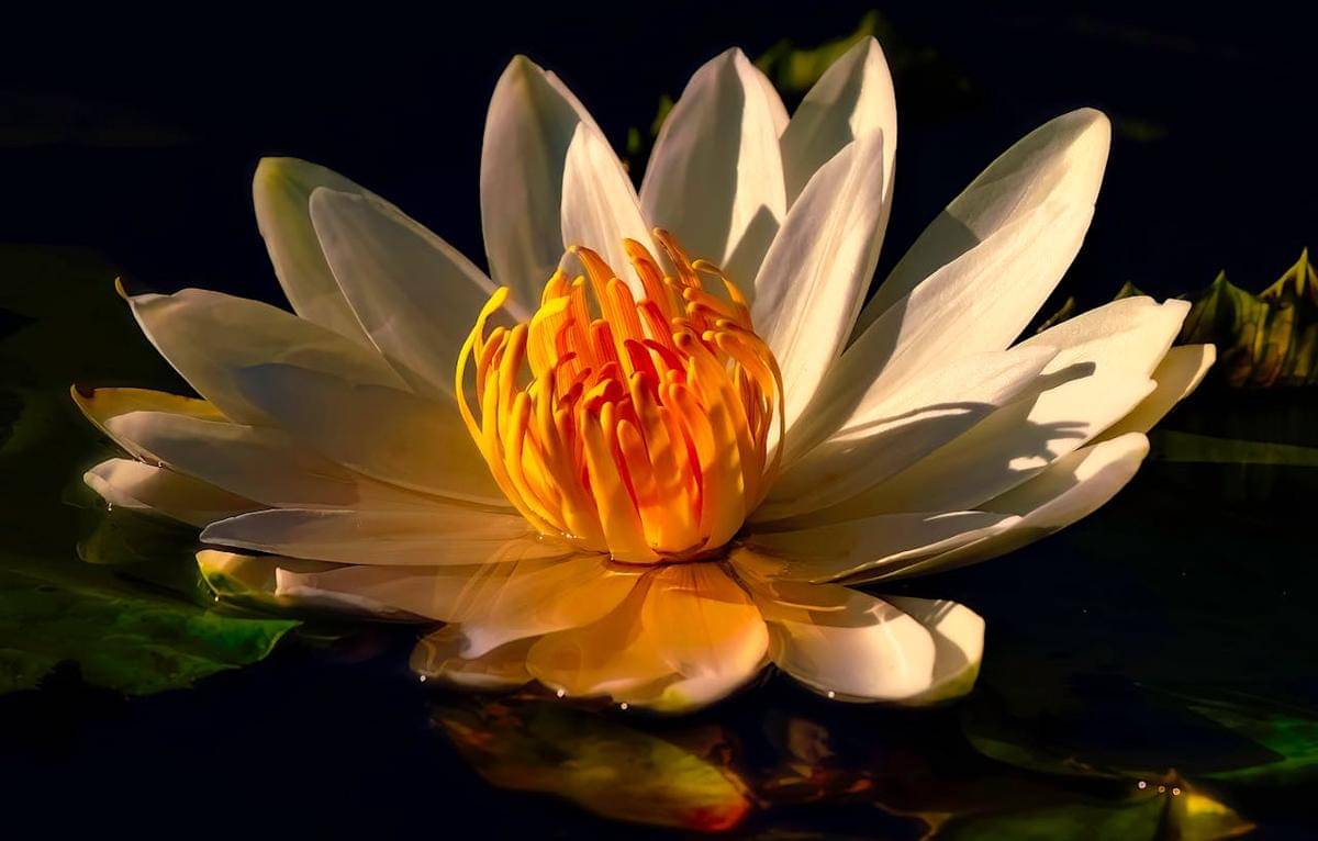 ilustrasi teratai oranye