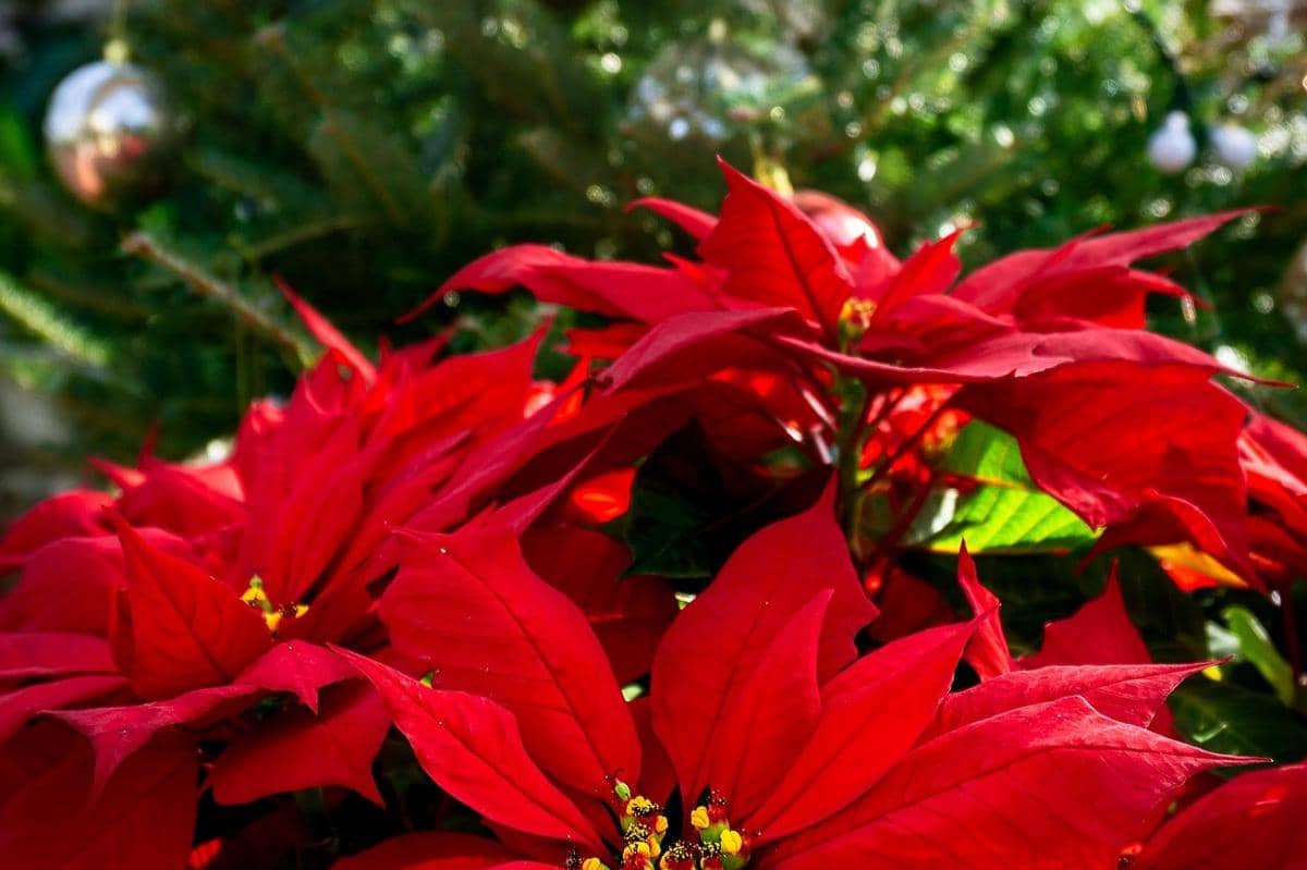 ilustrasi tanaman hias yang cocok jadi dekor Natal selain pohon pinus 