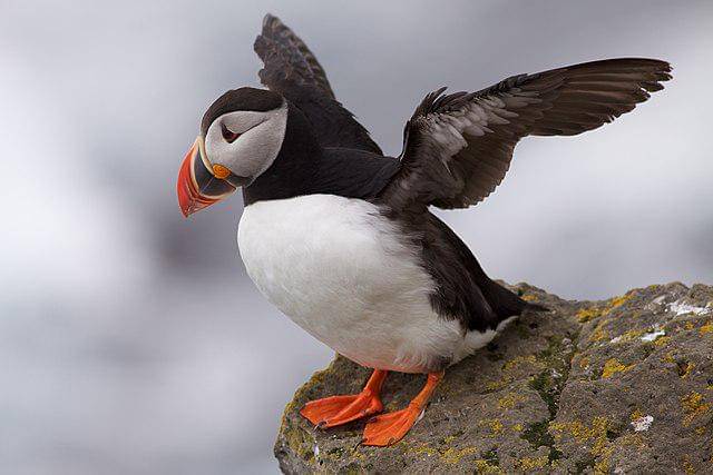 potret burung atlantic puffin