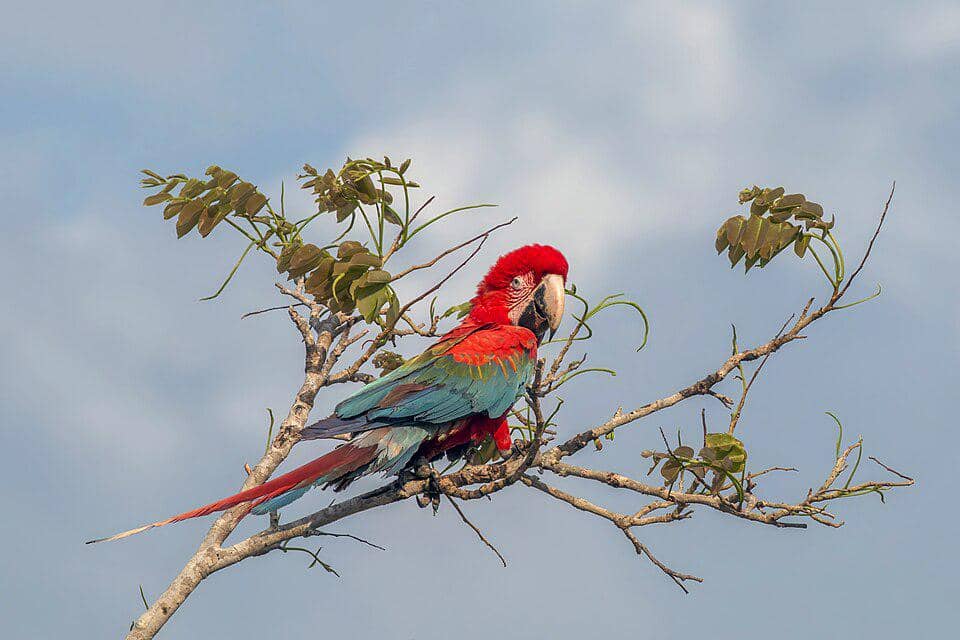 makaw sayap hijau bertengger di atas pohon