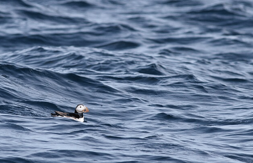 potret burung atlantic puffin