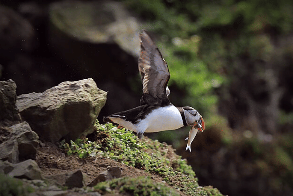 potret burung atlantic puffin