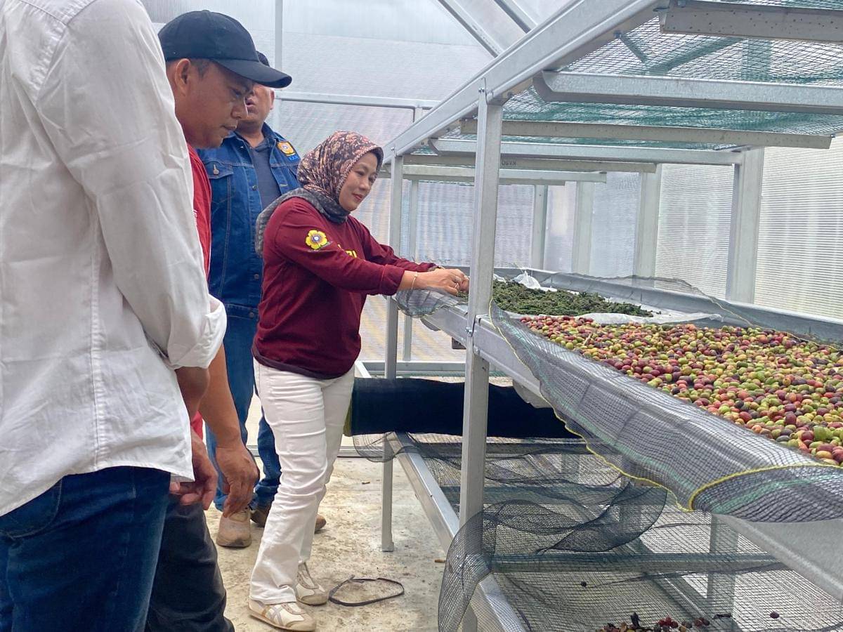 Inovasi Home Dry Coffee berbasis Solar Dryer yang dilakukan mahasiswa Unsri untuk petani kopi. (Fathir for IDN Times)