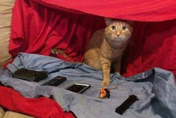 meme kucing tentang selimut