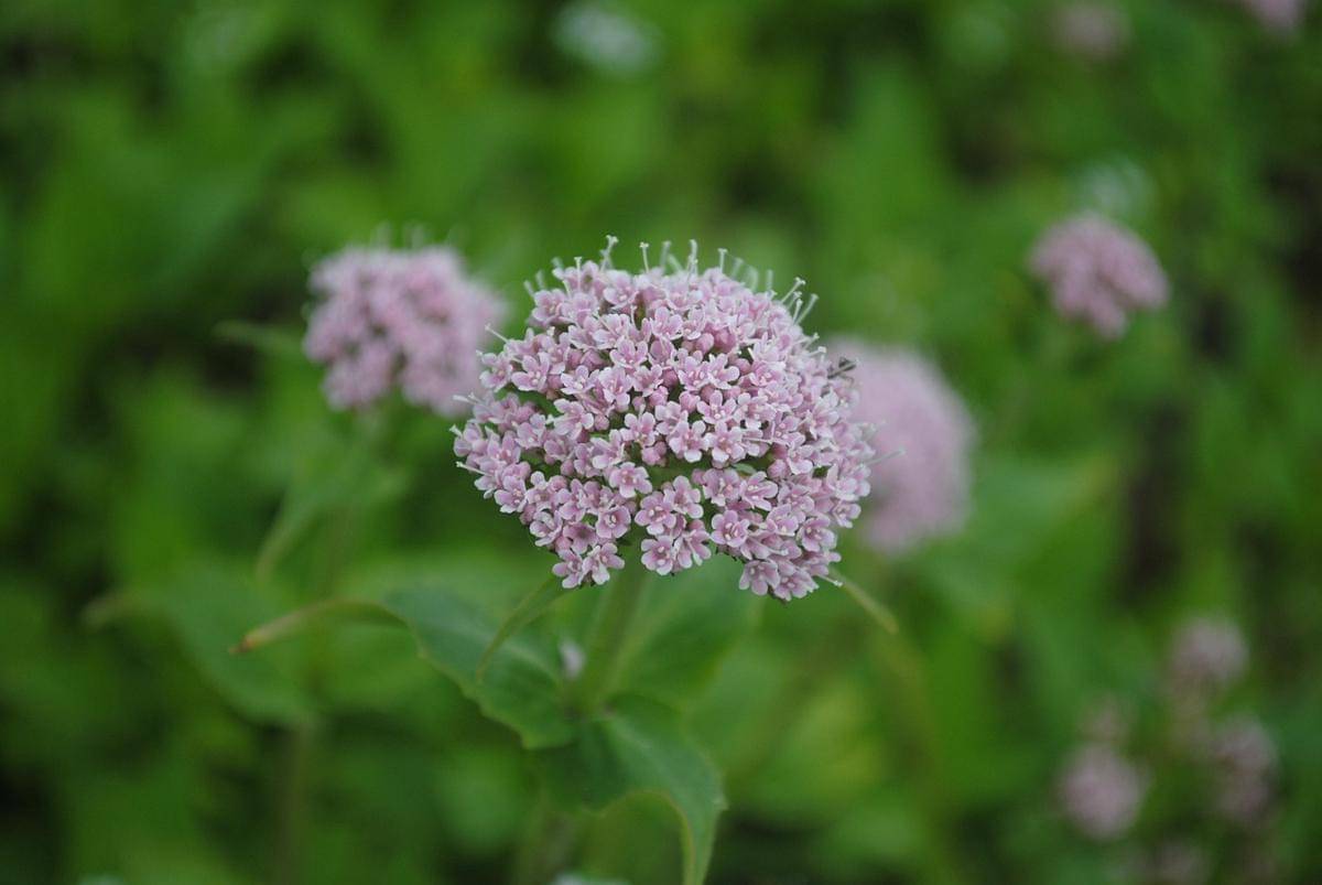 Valerian