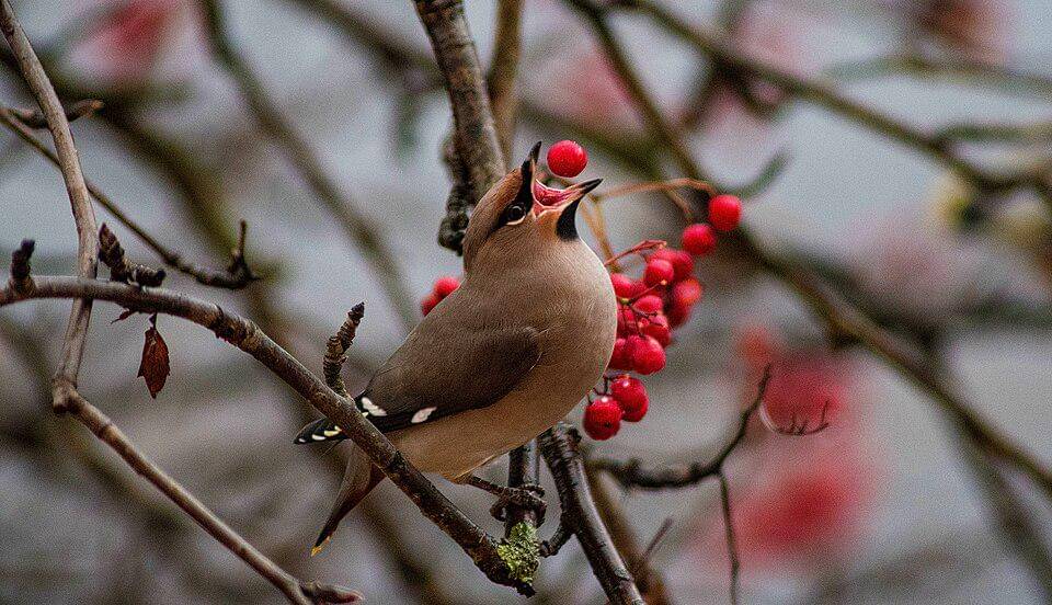 sayap lak menelan beri