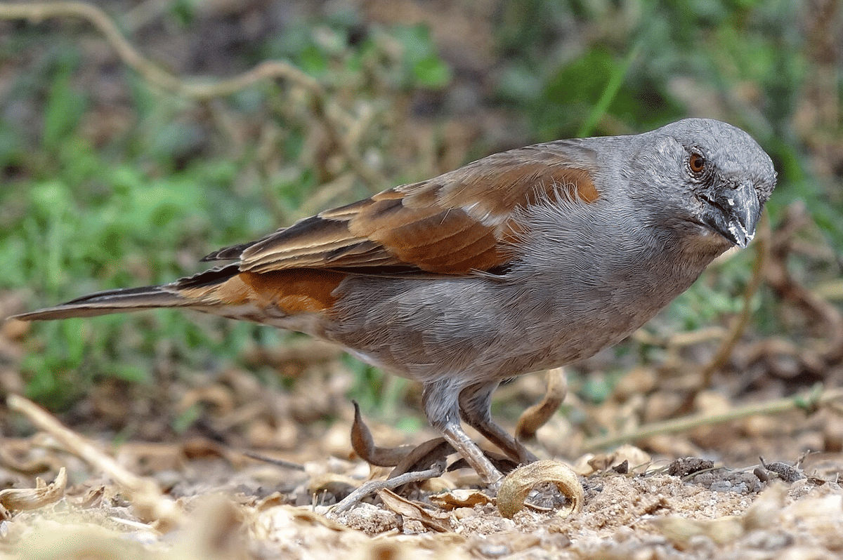 burung gereja paruh beo