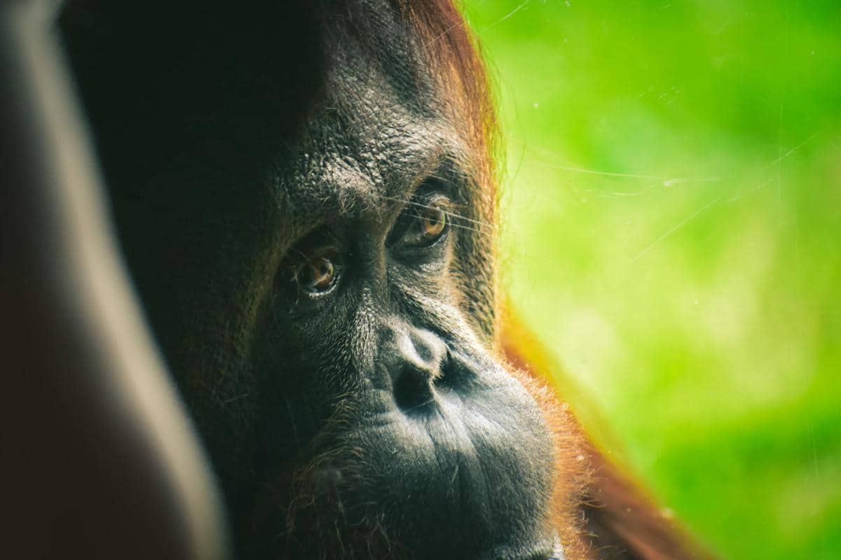 ilustrasi orangutan