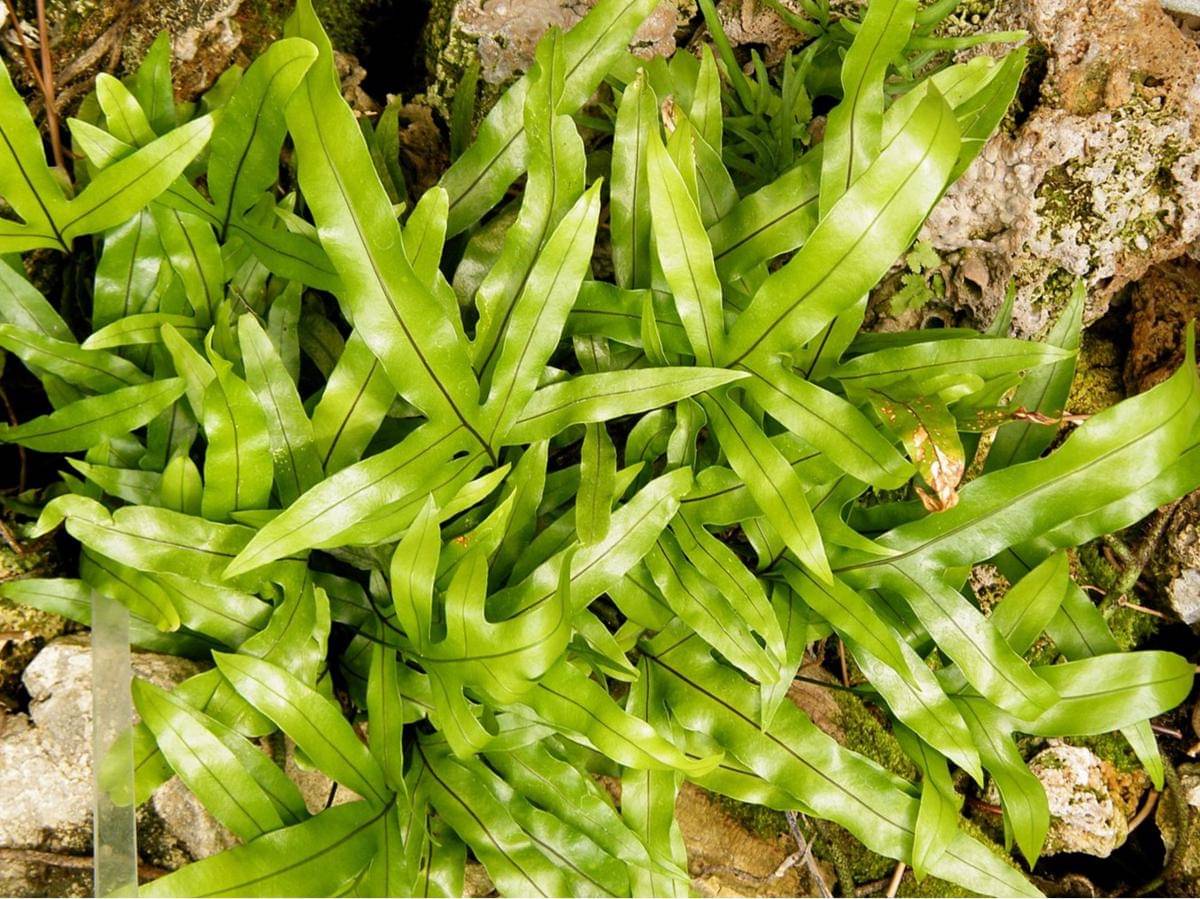 ilustrasi kangaroo paw fern