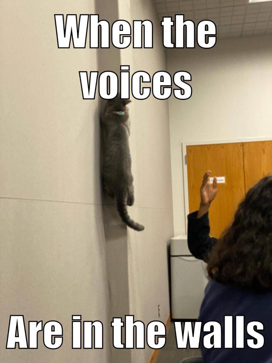 meme kucing dan dinding