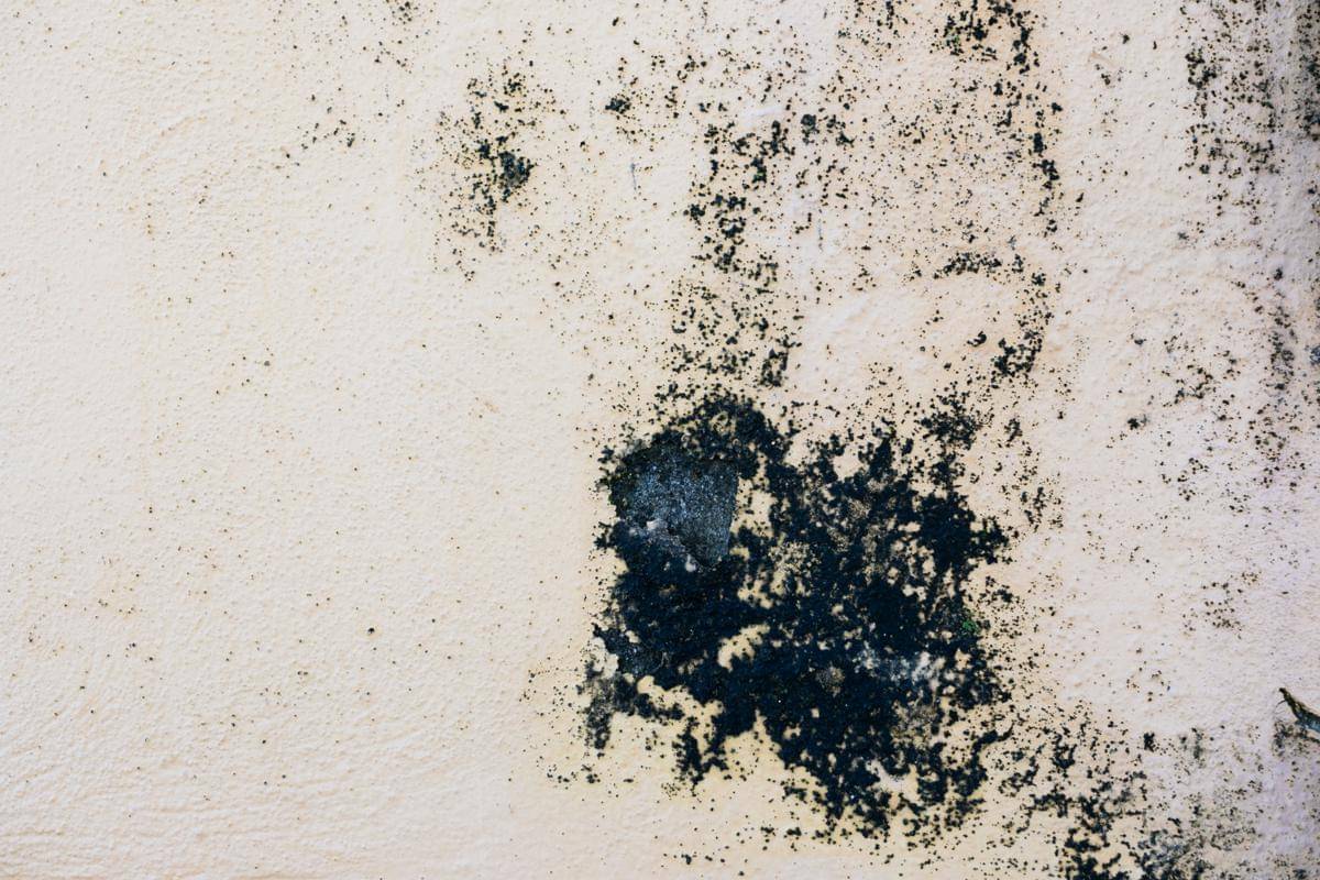 Ilustrasi black mold