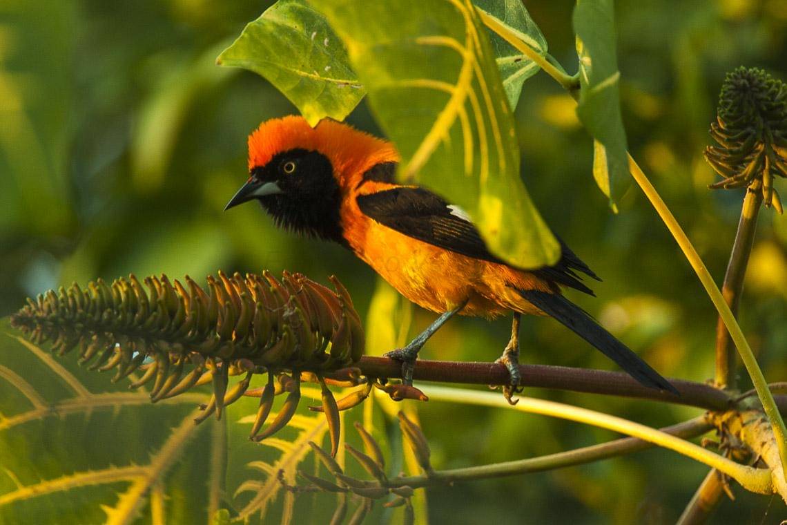 Orange-backed Troupial