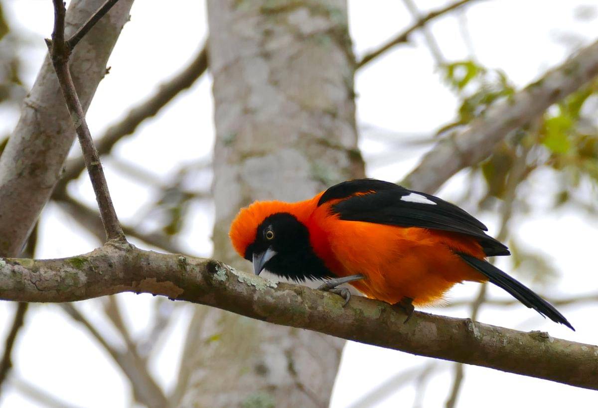 Orange-backed Troupial