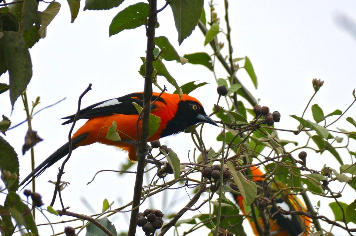 Orange-backed Troupial