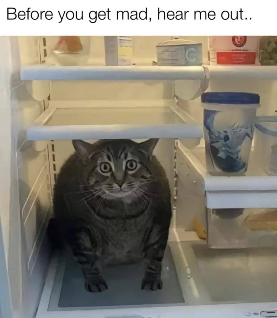 meme ekspresi wajah kucing