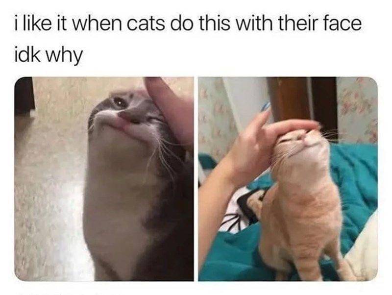 meme ekspresi wajah kucing